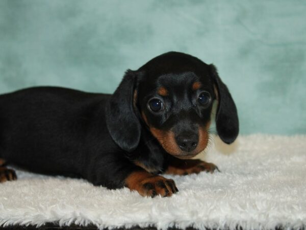 Dachshund DOG Female Black / Tan 9486 Petland Dalton, Georgia