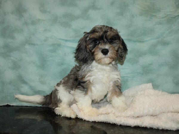 Cavapoo-DOG-Male-Blue Merle-9494-Petland Dalton, Georgia