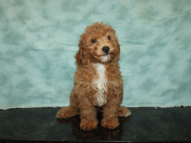 Poodle-Male-Red-3769054-Petland Dalton