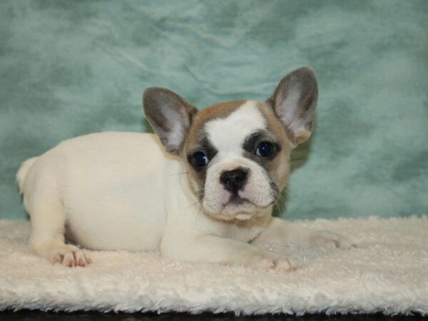 French Bulldog DOG Female Fawn & white 9497 Petland Dalton, Georgia