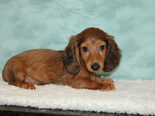 Dachshund DOG Male sable 20478 Petland Dalton, Georgia