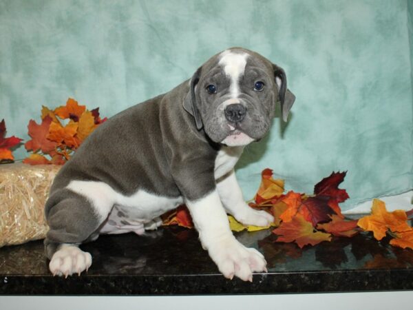 Olde English Bulldog DOG Male Blue / White 9508 Petland Dalton, Georgia