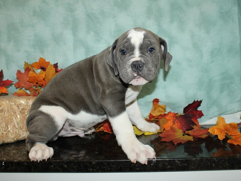 Olde English Bulldog-Male-Blue / White-3779139-Petland Dalton