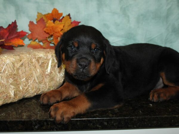 Rottweiler-DOG-Female-Black / Tan-9506-Petland Dalton, Georgia