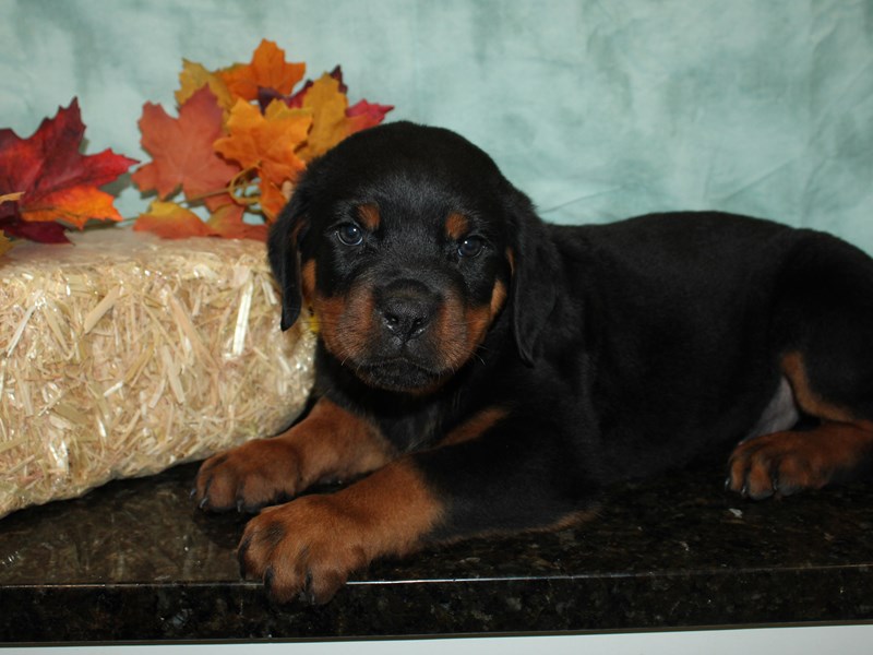Rottweiler-Female-Black / Tan-3779168-Petland Dalton