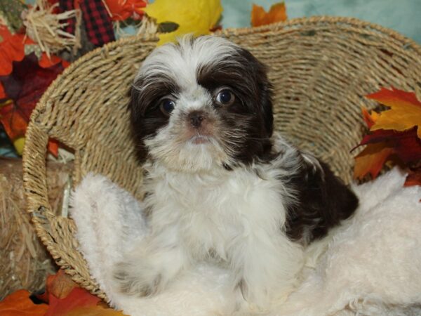 Shih Tzu DOG Female Liver / White 20491 Petland Dalton, Georgia