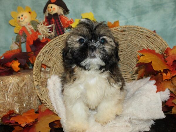 Shih Tzu Dog Male Sable / White 20490 Petland Dalton, Georgia