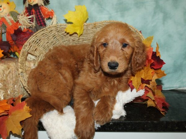 Goldendoodle Dog Female red 9530 Petland Dalton, Georgia