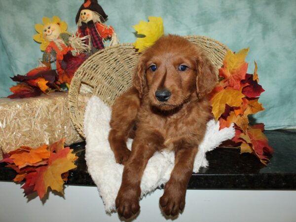 Standard Goldendoodle-DOG-Male-red-20488-Petland Dalton, Georgia