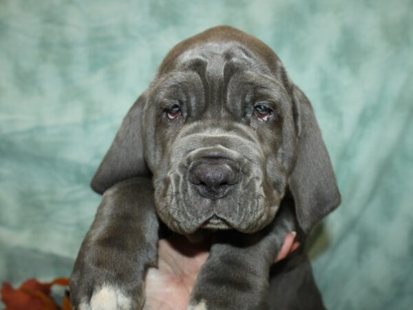 Neapolitan Mastiff Dog Female Blue 9539 Petland Dalton, Georgia