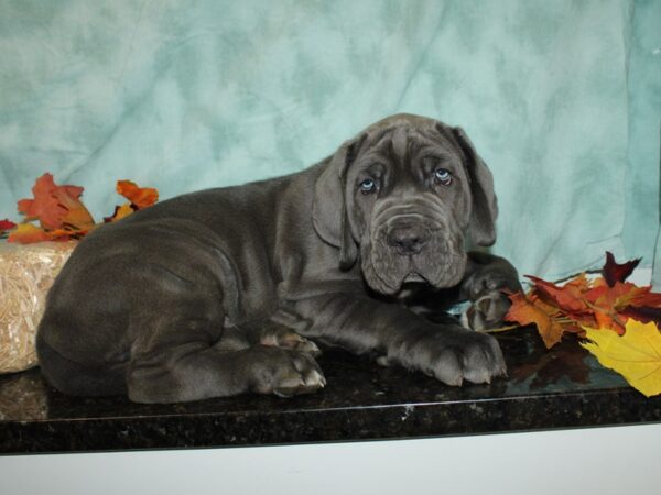 Neapolitan Mastiff DOG Male Blue 20486 Petland Dalton, Georgia