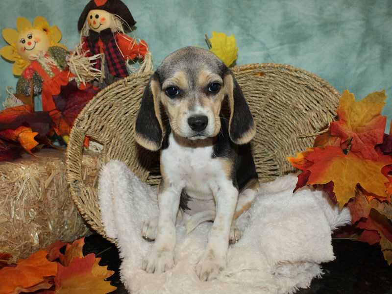 Beagle-Female-blk and tan-3779125-Petland Dalton