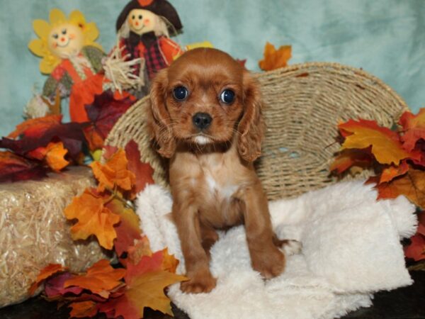 Cavalier King Charles Spaniel DOG Female Ruby 20482 Petland Dalton, Georgia