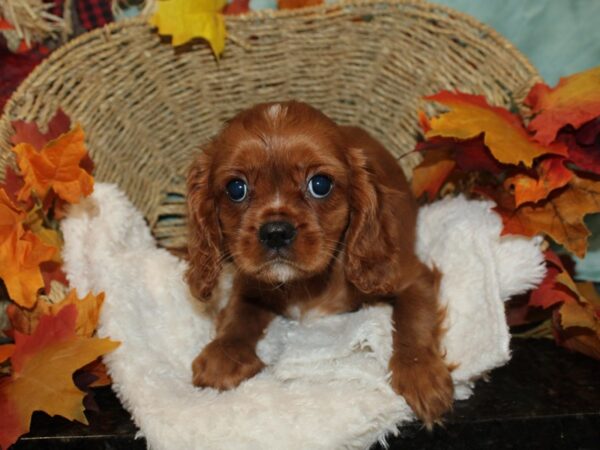 Cavalier King Charles Spaniel Dog Female Ruby 9516 Petland Dalton, Georgia