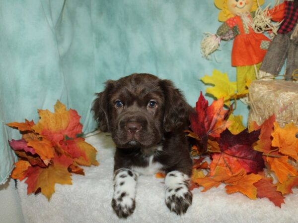 Hippo Mini-DOG-Female-Chocolate-20498-Petland Dalton, Georgia