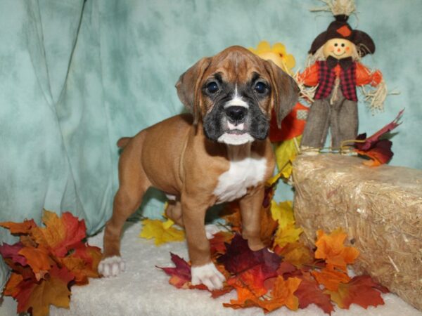 Boxer-DOG-Male-Fawn-20500-Petland Dalton, Georgia