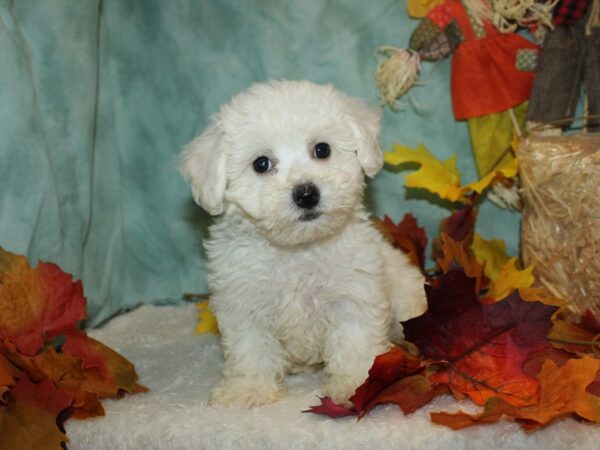 Bichon Frise DOG Female White 20499 Petland Dalton, Georgia