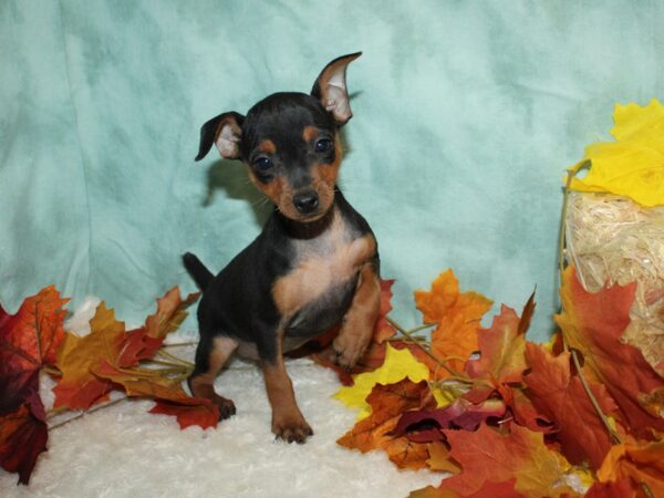 Miniature Pinscher DOG Female Black / Tan 20502 Petland Dalton, Georgia