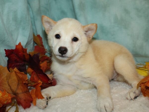 Shiba Inu DOG Female Cream 20504 Petland Dalton, Georgia