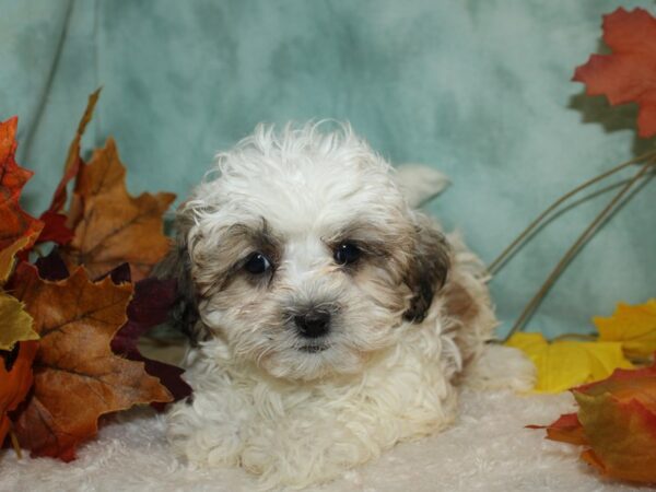 Teddy Bear-Dog-Female-Brown / White-9529-Petland Dalton, Georgia