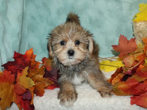 Shorkie DOG Male Red Brindle 20496 Petland Dalton, Georgia