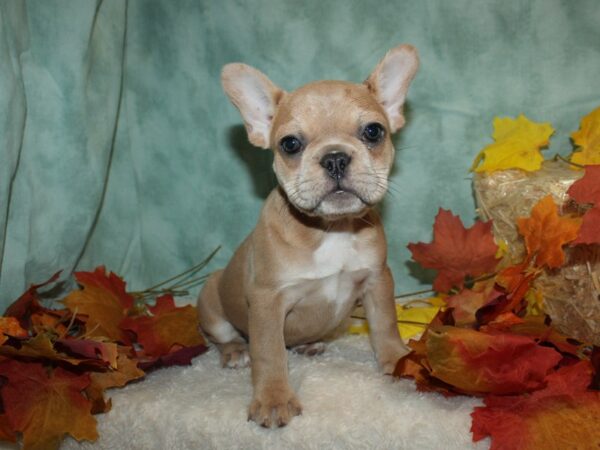 French Bulldog DOG Female 20513 Petland Dalton, Georgia