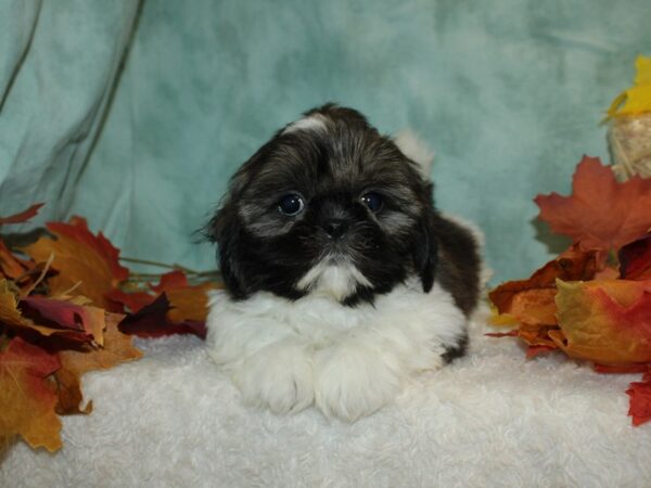 Shih Tzu DOG Male Brown / White 20493 Petland Dalton, Georgia