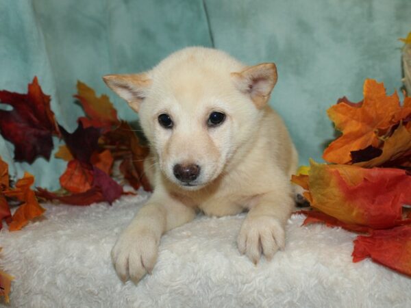 Shiba Inu DOG Female Cream 9513 Petland Dalton, Georgia