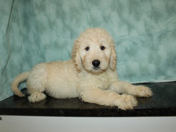 Goldendoodle Dog Female Cream 20516 Petland Dalton, Georgia