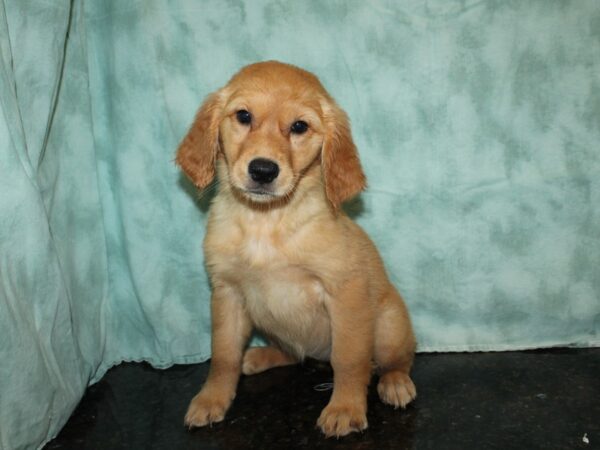 Golden Retriever DOG Female 20507 Petland Dalton, Georgia