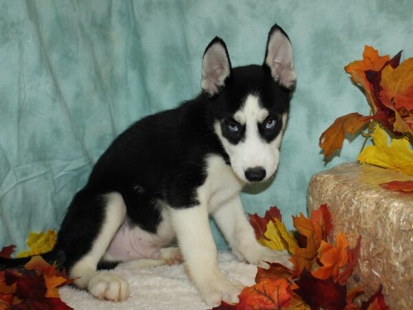 Siberian Husky DOG Male Black & white 9520 Petland Dalton, Georgia