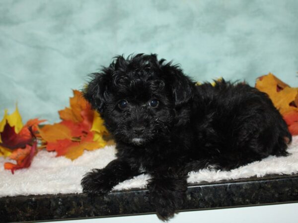 Yorkiepoo DOG Male black 20539 Petland Dalton, Georgia