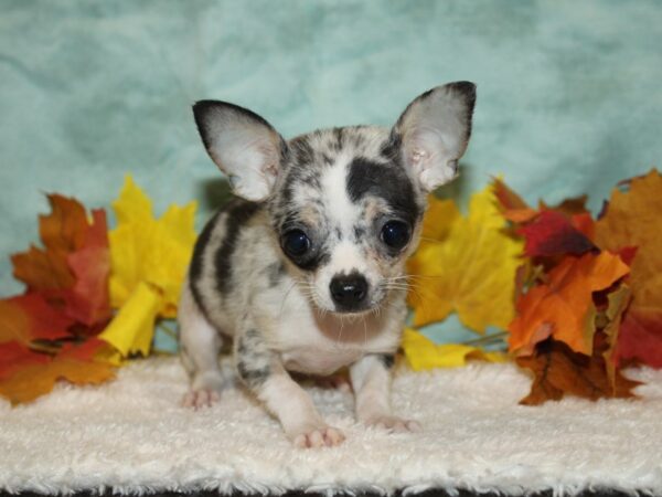 Chihuahua DOG Female Blue Merle 20533 Petland Dalton, Georgia