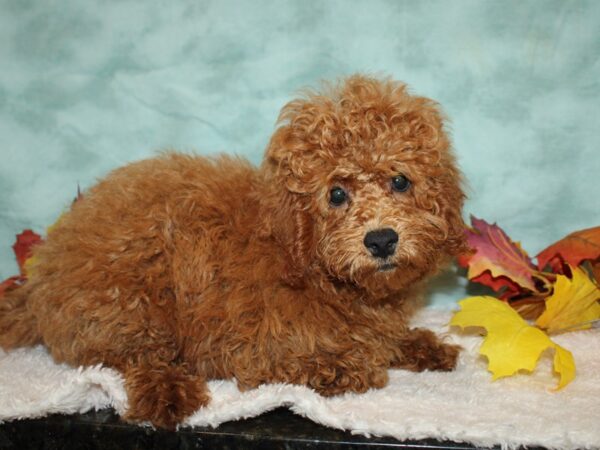 Poodle-DOG-Male--20534-Petland Dalton, Georgia