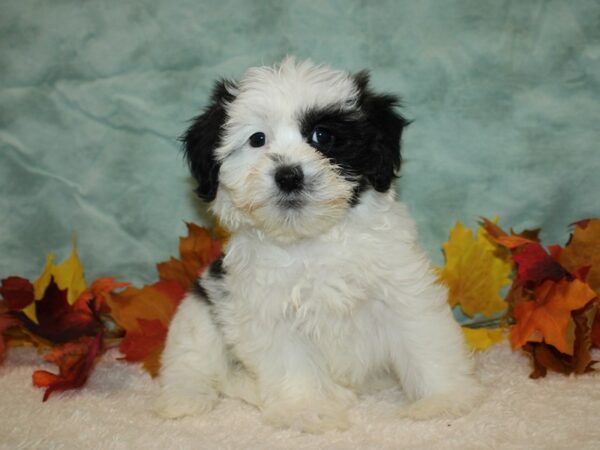 Teddy Bear DOG Female Black and White 20537 Petland Dalton, Georgia