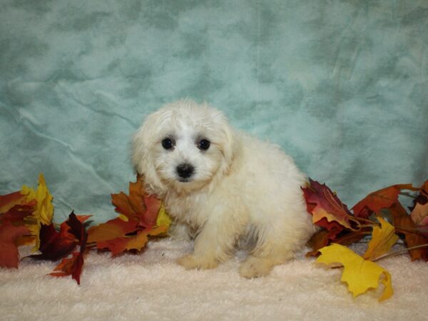 Maltese DOG Male 9526 Petland Dalton, Georgia