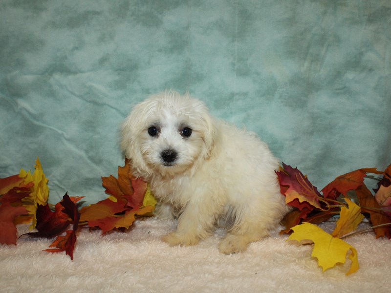 Maltese-Male--3807824-Petland Dalton
