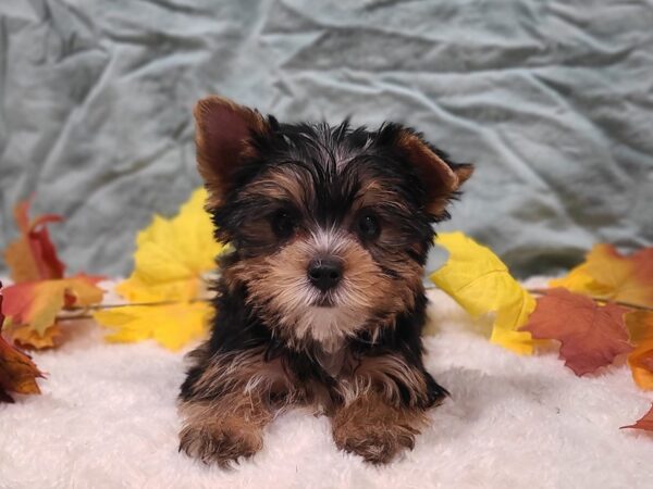 Yorkshire Terrier Dog Female Blk & tan 20542 Petland Dalton, Georgia