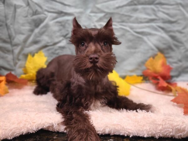 Miniature Schnauzer Dog Female Chocolate 20541 Petland Dalton, Georgia