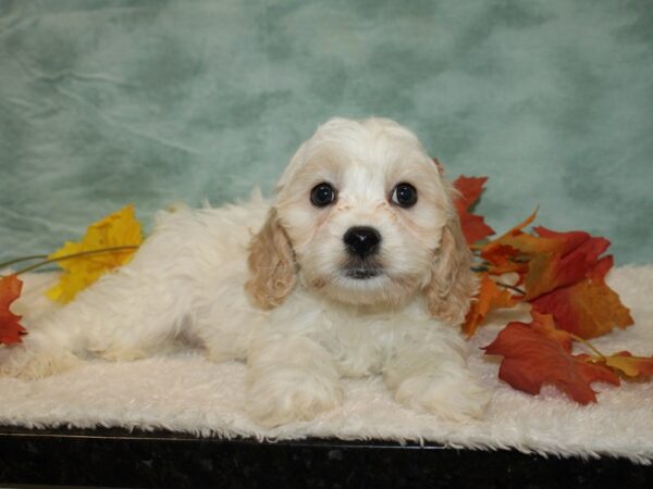 Cavachon Dog Male White 20555 Petland Dalton, Georgia