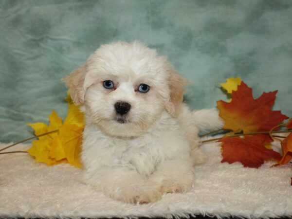 ShizaPoo Dog Male White 20556 Petland Dalton, Georgia