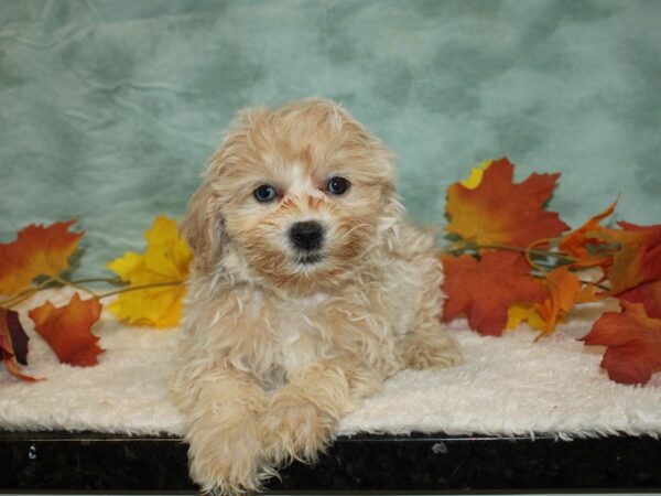 ShizaPoo-Dog-Male-Cream-20557-Petland Dalton, Georgia