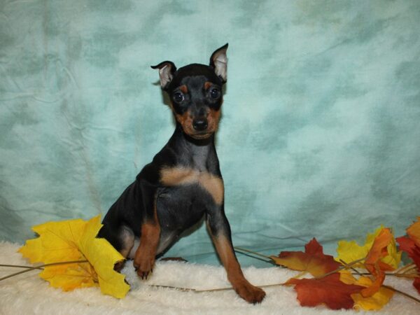 Miniature Pinscher Dog Female Black/ Tan 20558 Petland Dalton, Georgia