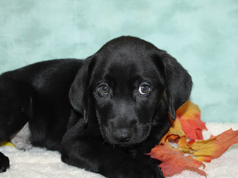 Labrador Retriever Small Animal black ID 20564 Located at Petland Dalton Georgia