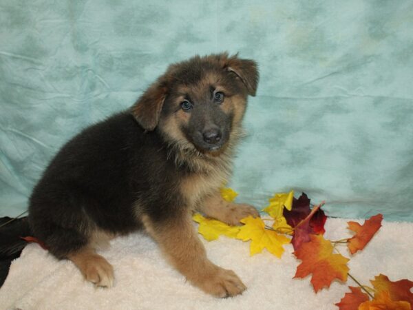 German Shepherd Dog Female Blue 20562 Petland Dalton, Georgia