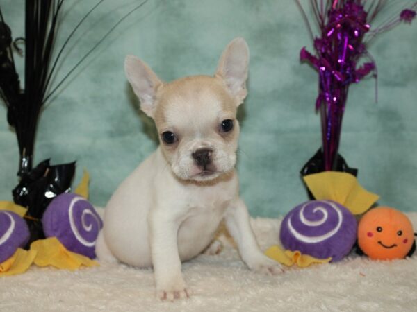 French Bulldog Dog Female 20578 Petland Dalton, Georgia