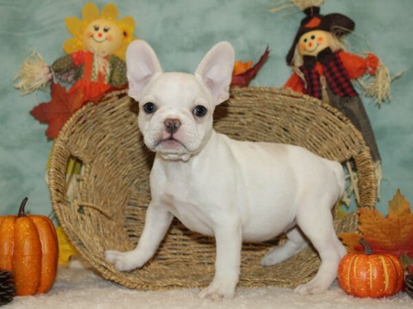 French Bulldog DOG Female 20577 Petland Dalton, Georgia