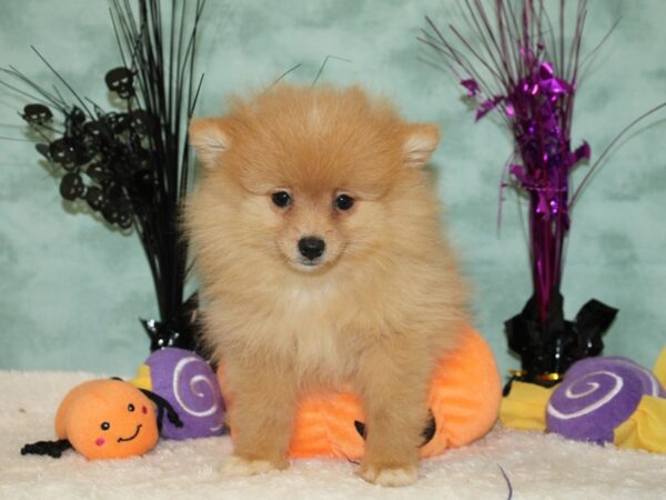 Pomeranian Dog Female 20569 Petland Dalton, Georgia