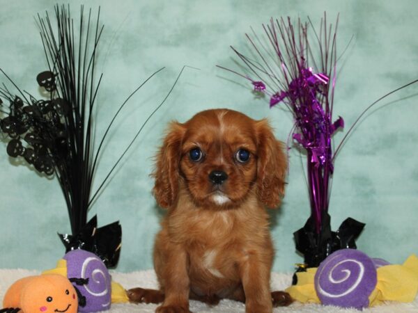 Cavalier King Charles Spaniel Dog Female Ruby 20573 Petland Dalton, Georgia