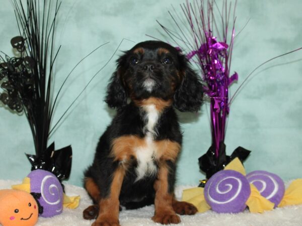 Cavalier King Charles Spaniel DOG Female Black and Tan 20574 Petland Dalton, Georgia